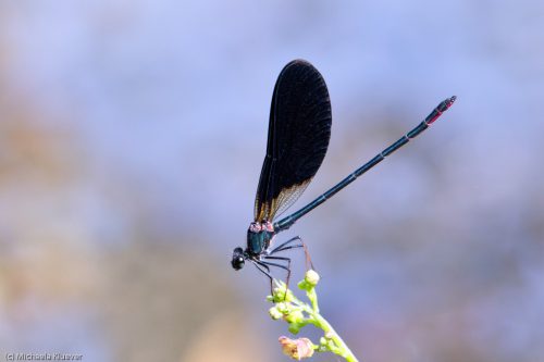 Ansitz, Männchen