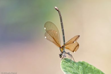 prachtlibellen-auf-sardinien-20