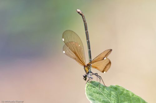 Abwehrstellung, Weibchen