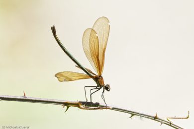 prachtlibellen-auf-sardinien-23