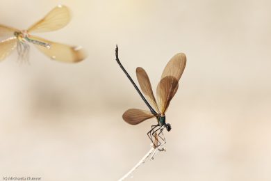 prachtlibellen-auf-sardinien-24