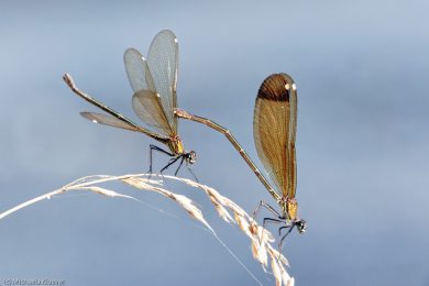 prachtlibellen-auf-sardinien-25