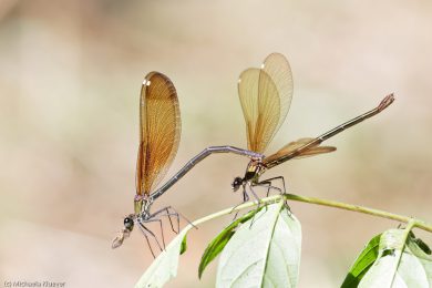 prachtlibellen-auf-sardinien-26