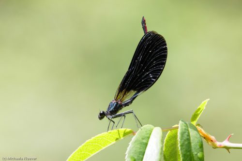 Männchen zeigt Rote Laterne