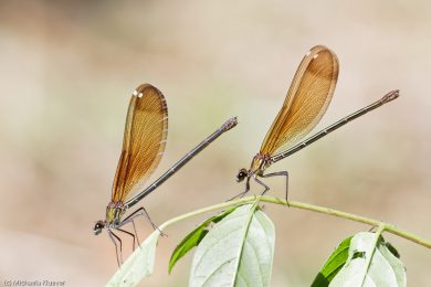 prachtlibellen-auf-sardinien-3