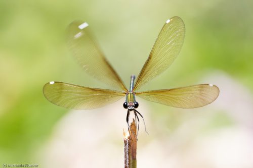 Landung, Weibchen