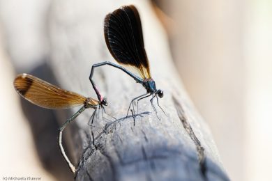 prachtlibellen-auf-sardinien-5