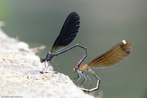 Paarung