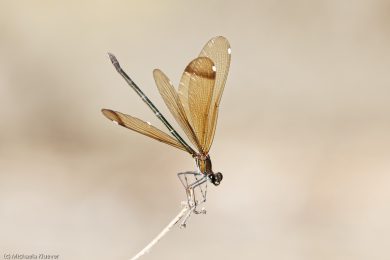 prachtlibellen-auf-sardinien-7