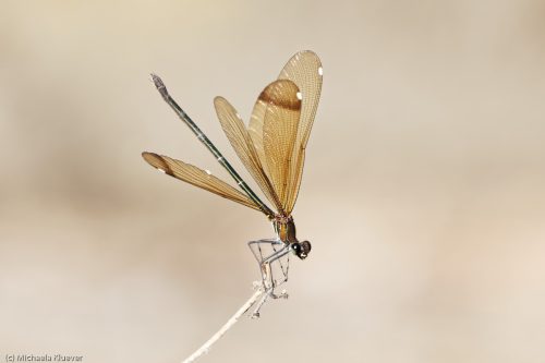 Abwehrstellung, Weibchen