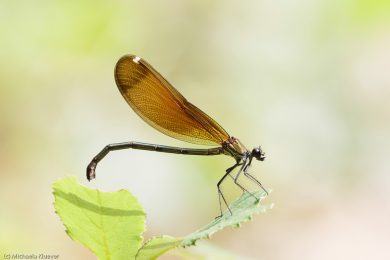 prachtlibellen-auf-sardinien-8