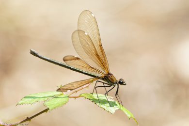prachtlibellen-auf-sardinien-9