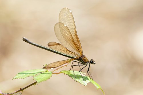 Flügelfächer, Weibchen