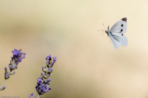 Weissling im Flug