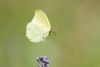 Zitronenfalter im Flug