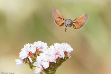 Taubenschwänzchen im Flug