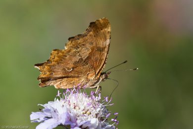 C-Falter, Fluegelunterseite