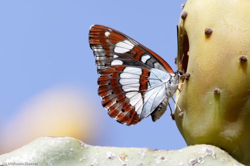 Schwarzblauer Eisvogel, Flügelunterseite