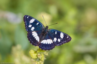 Schwarzblauer Eisvogel, Fluegeloberseite