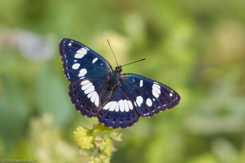 Schwarzblauer Eisvogel, Flügeloberseite