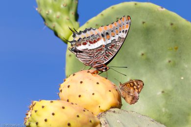 Erdbeerbaumfalter, Fluegelunterseite