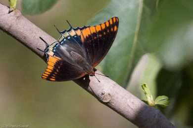 Erdbeerbaumfalter, Fluegeloberseite