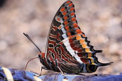 Erdbeerbaumfalter, Fluegelunterseite 2