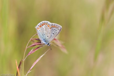 Blaeuling, Fluegelunterseite