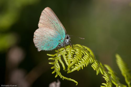Brombeerzipfelfalter, Flügelunterseite