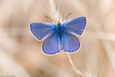 Blaeuling, Fluegeloberseite