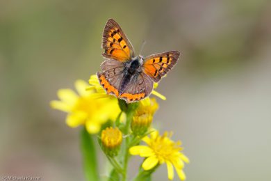 Feuerfalter, Fluegeloberseite