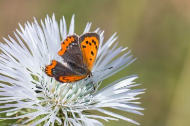 Feuerfalter, Fluegeloberseite