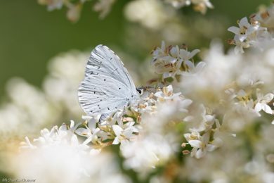 Faulbaumblaeuling, Fluegelunterseite