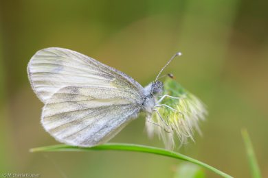 Weissling, Fluegelunterseite
