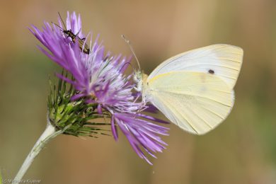 Weissling, Fluegelunterseite