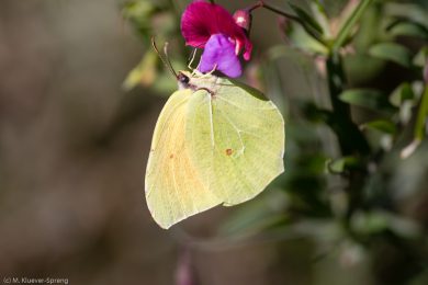 Zitronenfalter, Fluegelunterseite
