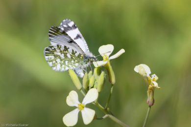 Aurorafalter, Fluegelunterseite