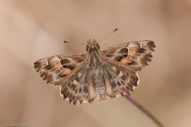 Malvendickkopffalter, Fluegeloberseite