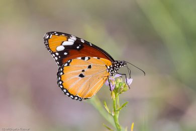 Afrikanischer Monarch