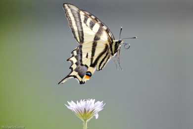 Schwalbenschwanz im Flug