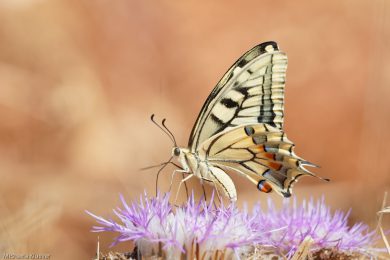 Schwalbenschwanz bei der Landung
