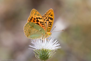 Cardinal, Fluegelunterseite