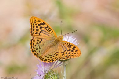 Cardinal, Fluegeloberseite