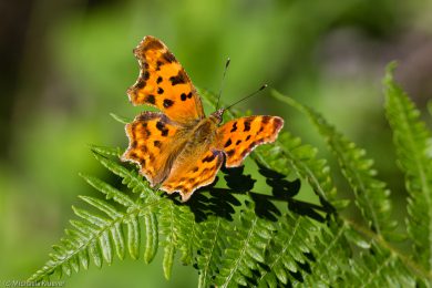 C-Falter, Fluegeloberseite