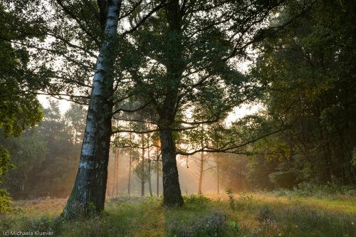Magisches Licht am Morgen