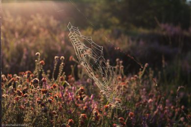 Fotografie Magisches Licht im Teufelsmoor