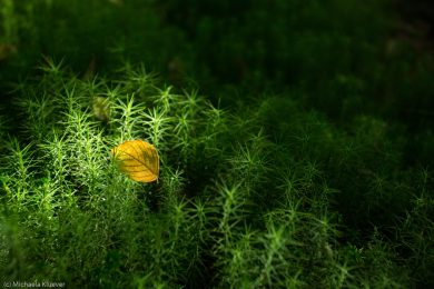 Fotografie Magisches Licht im Teufelsmoor