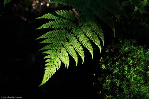 Magisches Licht mit Farn