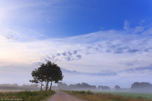 Morgennebel