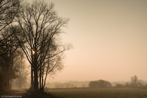 Morgennebel